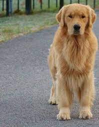 Look at pictures of golden retriever puppies who need a home. 200 Dogs Ideas Dogs Golden Retriever Puppies