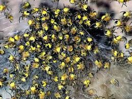 Black And Yellow Striped Spider Uk Pin On Spiders