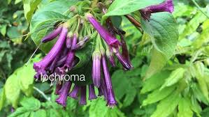 Image result for Iochroma