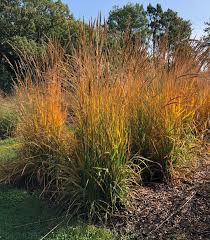 Image result for Sorghastrum