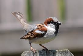 Check spelling or type a new query. House Sparrows Dance Birdnote