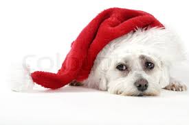 Download in under 30 seconds. Christmas Pooch Puppy Dog Resting With Stock Image Colourbox