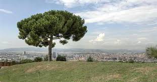 857 yorum, makale ve 1.418 resme bakın. Jardi Botanic The Botanical Garden In Barcelona Shows Plants Of The Mediterranean Climate Zones