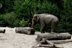 dapatkan penawaran telepon lihat rute. Kisah Gajah Asia Di Kebun Binatang Ljubljana