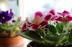 Sweet violets (viola odorata) are recognized for their sweet scent. African Violets How To Achieve Constant Bloom Kevin Lee Jacobs