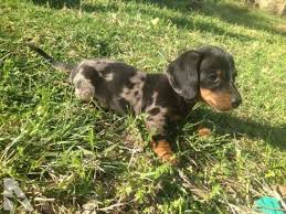 Pawrade connects pawsome people like you with happy, healthy puppies from our respected, prominent breeder relationships we've established over the last 15 years. Dapple Dachshund Puppies For Sale In Arkansas Petsidi