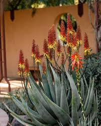 Image result for Aloe bukobana