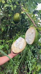 Image result for calabash