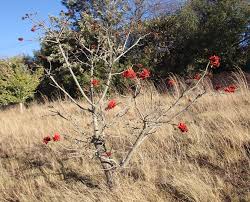 Image result for Erythrina lysistemon
