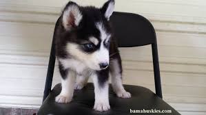 Learn more about heartsong huskies in california. About Bama Huskies Siberian Husky Puppies For Sale