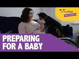 Dog Training Videos Advice Dogs Trust