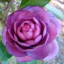 Loch Laurel Nursery Camellia Japonica Emberglow Small To Medium Fd Camellia Camellia Flower Beautiful Flowers