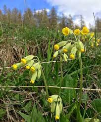 Non appena arriva la primavera e si inizia a sentire nell'aria la bella stagione, piante e fiori. 3 Fiori Primaverili Che Sbocciano Nei Boschi Di Montagna In Primavera
