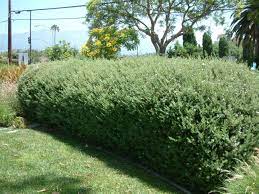Wynyabbie gem is an ornamental medium shrub with narrow leaves and delicate pale lilac/blue flowers appearing in summer. Westringia Wynyabbie Gem Westringia Wynyabbie Gem Plantmaster