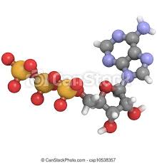 We did not find results for: Adenosine Triphosphat Atp Molekul Chemische Struktur Ein Molekul Von Adenosin Triphosphat Atp Dem Wichtigsten Canstock