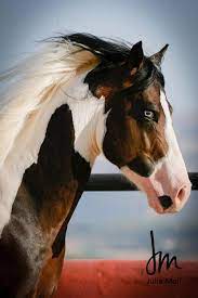 542 Best Images About Horse Ing Around On Pinterest Horse Racing White Horses And Ponies