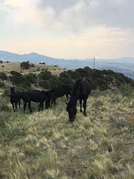 The plantation belts have a rich history of setting the bar high for land conservation, wildlife habitat management, and forest preservation. Louisiana Horses And Tack Under 1 000 Public Group Facebook
