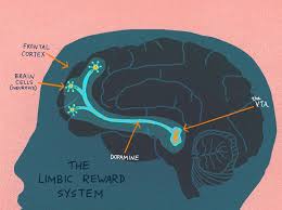 Well, what do you know? Curiosity It Helps Us Learn But Why Npr Article Wnyc