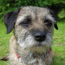We did not find results for: Border Terrier Facts Wisdom Panel Dog Breeds