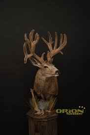 Take your syringe and pull up some of the solution. Velvet Muledeer Pedestal Mule Deer Taxidermy Deer Taxidermy Mule Deer