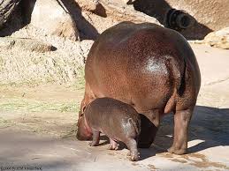 Baby Hippos Are Adorable Even From Behind Baby Hippo Hippo Hippopotamus