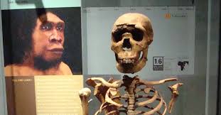 The animated doodle shows dozens of bone fragments assembling into a. Turkana Boy Illustration World History Encyclopedia
