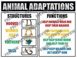 The animals animal guess who habitat adaptation research project animal adaptations comic life military challenge: Animal Adaptations Anchor Chart By Anchor Chart Alley Tpt