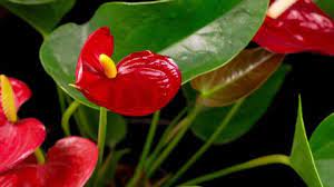 Anthurium Flower Time Lapse Best Flower Wallpaper
