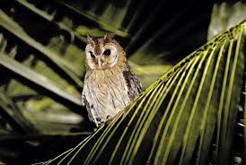 Jamaican Owl Pseudoscops Grammicus Picture 2 Of 3 The Owl Pages Owl Beautiful Owl Hoot Owl