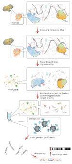 Sequence logo of identified motifs within dh sites. Chromatin Immunoprecipitation Wikipedia