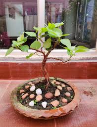 Image result for Ficus religiosa