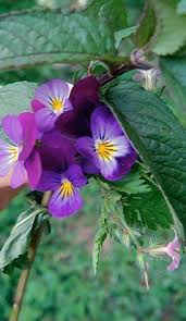 Heilkrauter Fur Die Haut Stiefmutterchen Pflanzen Stiefmutterchen Blumen Stauden