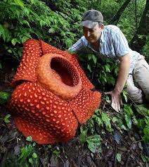 Here S What Makes The Amazon Forest A Wonder Of Nature Obsev Amazon Forest Unusual Plants Forest Flowers