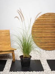 Image result for Cenchrus setaceus