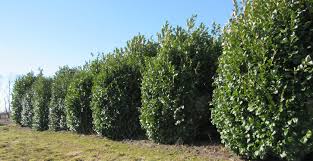 We can help find individual or family insurance. 20 Kirschlorbeer Etna B 200 250 Cm H 250 300 Cm Online Kaufen Der Pflanzenprofi Aus Ostfriesland