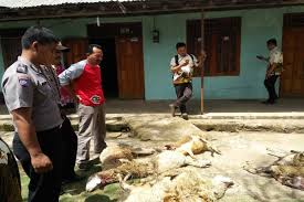 Merupakan objek wisata yang paling populer di kedungkandang. Macan Gunung Lawu Marah Karena Anaknya Diambil Pemburu Liar Solopos Com