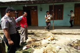 Pulau macan jakarta menawarkan paket liburan terbaik baik di pulau seribu sebagai tempat nyaman rekreasi pantai pulau macan menyediakan paket wisata 2020. Terkam Puluhan Kambing Ada Pesan Di Balik Turunnya Macan Gunung Lawu