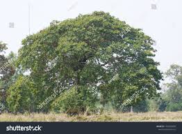 Image result for Afzelia