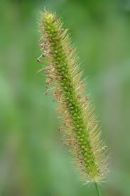 Image result for Setaria kagerensis
