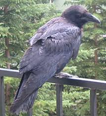 Raven Wiktionary
