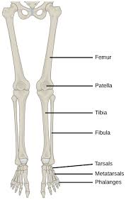The extrinsic muscles attach to finger bones through long tendons that extend from the forearm through the wrist. Human Appendicular Skeleton Biology For Majors Ii