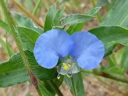 Image result for Commelina