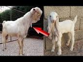 This Egyptian “goat Monster” Went Viral Now Its Real Identity Has ...