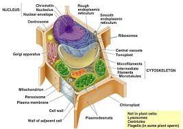 Http D75822 Medialib Glogster Com Media 63 63157b32e1436e6968cd30a9c7b700139ea0b1b596943da233f457b0c0b7acbb Pi Plant Cell Mitochondria Plant And Animal Cells