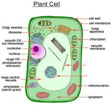 Animal cells, which are the fundamental units of life in the animal kingdom, are eukaryotic cells. Revision Notes For Science Chapter 8 Cell Structure And Functions Class 8th Askiitians
