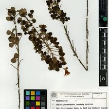 Image result for Rourea coccinea