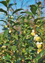 Image result for Camellia sinensis