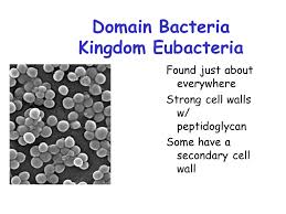 Bacteria Chapter Three Domains Of Life Bacteria Cyanobacteria And Eubacteria Bacteria Cyanobacteria And Eubacteria Archaea Prokaryotes Living Ppt Download