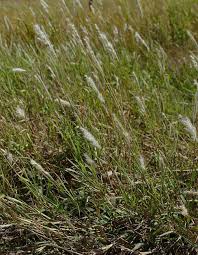 Image result for Bothriochloa
