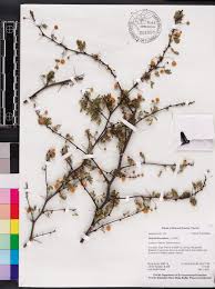 Image result for Acacia pilispina